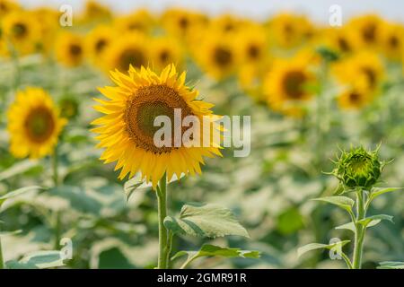 Un girasole giallo brillante, un girasole non aperto cresce accanto ad esso su uno sfondo sfocato di un campo con girasoli Foto Stock