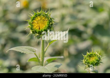 Primo piano di due girasoli leggermente aperti in campo, spazio copia Foto Stock