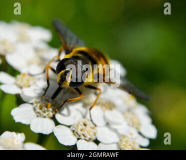 Hornet mimic hoverfly (Volucella zonaria) che riposa su un fiore bianco achillea nel mese di settembre Foto Stock