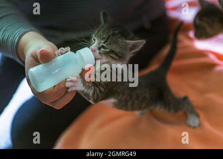 Piccolo gattino grigio beve latte da una bottiglia. Nutrendo gattini senza un gatto che allatta. Gattini su alimentazione artificiale. Il bambino orfano carino che allattano a mano Foto Stock