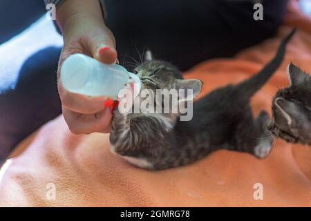 Piccolo gattino grigio beve latte da una bottiglia. Nutrendo gattini senza un gatto che allatta. Gattini su alimentazione artificiale. Il bambino orfano carino che allattano a mano Foto Stock