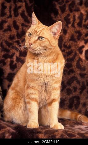 gatto zenzero seduto su coperta motivo leopardo Foto Stock