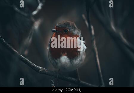 Dunham Massey, Altrincham, 05 marzo 2021 Foto Stock