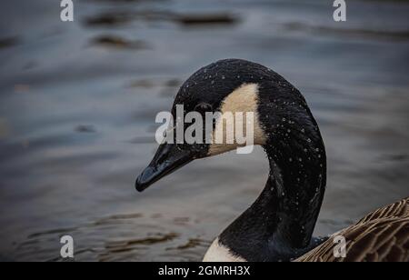 Dunham Massey, Altrincham, 05 marzo 2021 Foto Stock