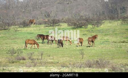 stallone diffamatorio in un allevamento di brumby a kosciuszko np Foto Stock