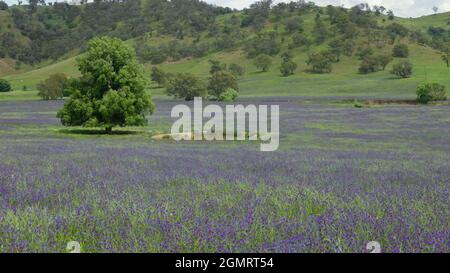 ampio scatto di fiori viola di maledizione di paterson in un campo di fattoria Foto Stock
