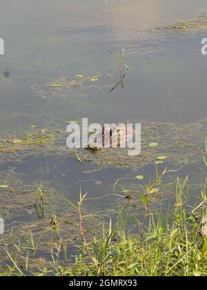 Alligatore americano nel suo ambiente naturale in una palude della Florida. Foto Stock