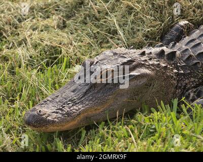 Alligatore americano in un laghetto della Florida. Il nome scientifico di questo alligatore è Alligator Mississipppienis e questo rettile è comune agli Stati Uniti d'America del Sud Foto Stock