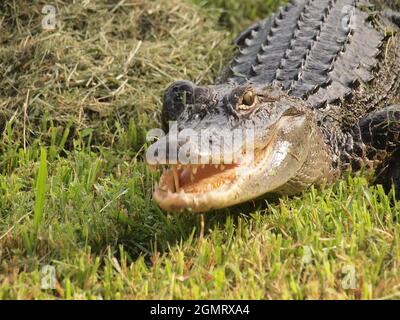 Alligatore americano in un laghetto della Florida. Il nome scientifico di questo alligatore è Alligator Mississipppienis e questo rettile è comune agli Stati Uniti d'America del Sud Foto Stock