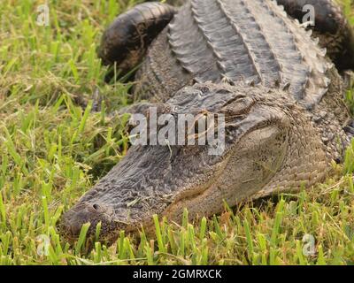 Alligatore americano in un laghetto della Florida. Il nome scientifico di questo alligatore è Alligator Mississipppienis e questo rettile è comune agli Stati Uniti d'America del Sud Foto Stock