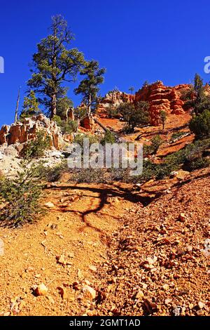 Red Canyon lungo l'autostrada 12 vicino al Bryce Canyon National Park, Dixie National Forest, Utah, USA, Nord America Foto Stock