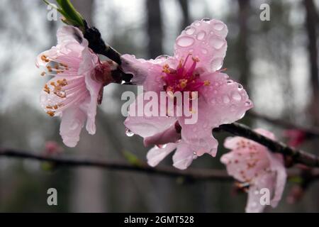 Fiori di pesca bianco e rosa sul ramo in macro pioggia Foto Stock