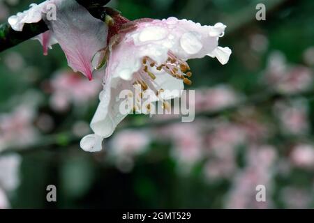 Fiori di pesca bianco e rosa sul ramo in macro pioggia Foto Stock