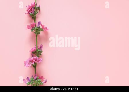 Bordo di ramo con fiori viola su sfondo rosa con spazio di copia per il testo. Vista dall'alto modello di disposizione piatta per il vostro disegno, invito, cartolina. Foto Stock