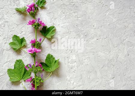 Bordo di ramo con fiori viola e foglie verdi su sfondo di pietra grigia con spazio di copia per il testo. Vista dall'alto modello di posa piatta per il tuo progetto, i Foto Stock