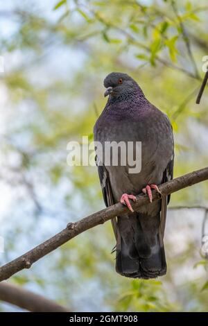 Il grasso di Pigeon è importante seduta su un ramo. Il piccione domestico bird e sfocata sfondo naturale. Grigio colomba bird. Foto Stock