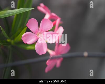 Dolce Oleander, Rose Bay, Nerium oleander nome rosa fiore albero in giardino su sfocato della natura sfondo, le foglie sono singola forma ovale, la punta e t Foto Stock