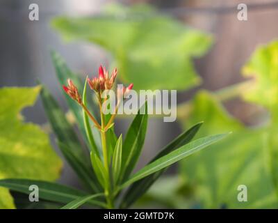 Dolce Oleander, Rose Bay, Nerium oleander nome rosa fiore albero in giardino su sfocato della natura sfondo, le foglie sono singola forma ovale, la punta e t Foto Stock