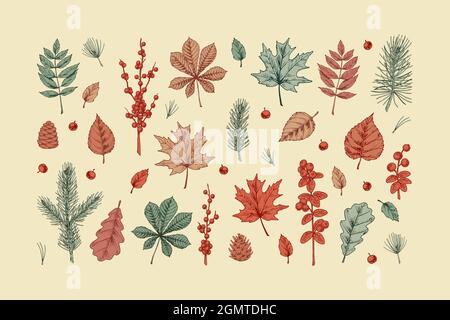 Set di elementi disegnati a mano per la progettazione di foreste colorate. Clipart autunnali. Illustrazione vettoriale. Schizzo colorato realistico Illustrazione Vettoriale