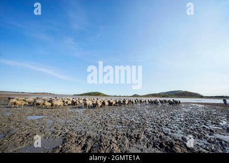 Mandria di bufali sul campo in provincia di Binh Thuan Vietnam Foto Stock