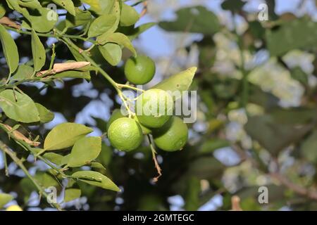 Primo piano di un gruppo di arance naturali verdi fresche e biologiche appese a un ramo di albero Foto Stock