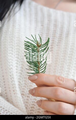 Donna tiene ramo di sempreverdi albero di Natale Foto Stock