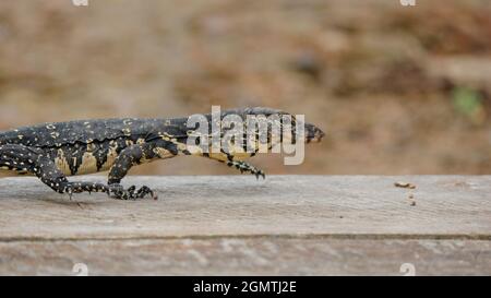 Lucertola asiatica dell'acqua del bambino su una piattaforma di legno vicino al fiume nel fiume srilankan. Fuoco selettivo Foto Stock