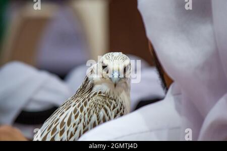 Immagine di sfondo di un ragazzo arabo che tiene il suo falco durante Uno spettacolo di falco in Qatar Foto Stock