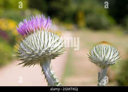 Wheatley, Oxfordshire - 2012; Thistles in Waterperry Gardens, vicino a Wheatley, Oxfordshire. Un cardo è l'emblema floreale della Scozia, Certo. Foto Stock