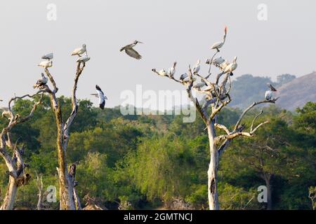 Yala National Park - Sri Lanka - 14 febbraio 2014; Yala National Park è una grande riserva naturale nel sud-est dello Sri Lanka, lagune confinanti con l'indiano Foto Stock