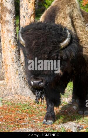 Parco Nazionale di Yellowstone, Wyoming - Maggio 2008; il Parco Nazionale di Yellowstone negli Stati Uniti è ampiamente considerato come il primo parco nazionale del mondo. Io Foto Stock