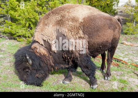 Parco Nazionale di Yellowstone, Wyoming - Maggio 2008; il Parco Nazionale di Yellowstone negli Stati Uniti è ampiamente considerato come il primo parco nazionale del mondo. Io Foto Stock