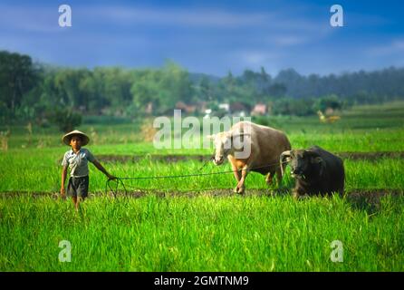 Ubud, Bali - 26 gennaio 1997 una scena rurale senza tempo di un giovane ragazzo che conduce i giovenchi in un campo di risaie a Bali. Foto Stock