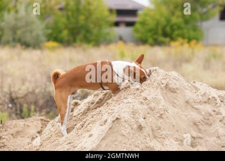 Giovane cane basenji che è in fase di caccia mentre cerca piccoli roditori e scavandoli in grande mucchio di sabbia Foto Stock