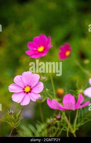 Fiori di cosmo rosa brillante che fioriscono a settembre in Scozia Foto Stock
