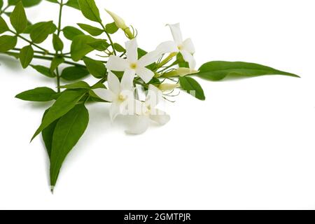 Jasmine pianta con fiori isolati su sfondo bianco Foto Stock