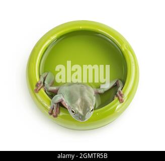 La rana verde australiana in ciotola con acqua isolata su sfondo bianco con percorso di taglio e profondità di campo. Vista dall'alto. Disposizione piatta Foto Stock