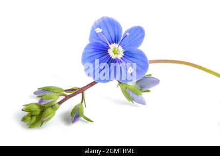 Veronica persica isolati su sfondo bianco Foto Stock