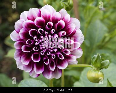 Radley, Oxfordshire, Inghilterra - 29 luglio 2020 Dahlias ha messo in uno spettacolo nel nostro giardino, in Radley Village Oxfordshire, da luglio ad agosto ogni anno Foto Stock