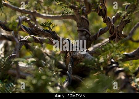 Un albero bonsai della specie Juniperus thurifera, coltivato con estetica modellante e tecniche di burlap, cresce avvolto in filo metallico Foto Stock