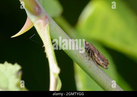 Comune Froghopper - Philaenus spumarius su cane rosa Foto Stock
