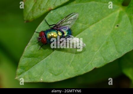 Volo in bottiglia verde - Lucilia sp Foto Stock