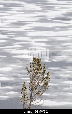 Parco Nazionale di Yellowstone, Wyoming - Maggio 2008; questo è il lago di Yellowstone nel Wyoming, proprio come inizia il disgelo della tarda primavera. L'albero in erba promette Foto Stock