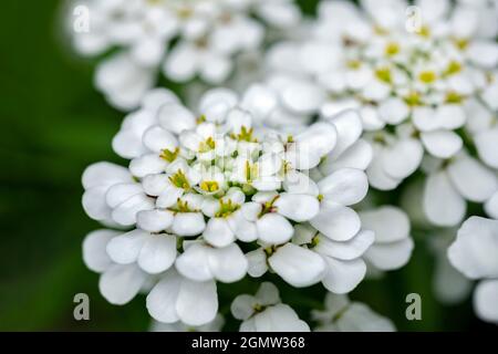 Rock cress, USA. Foto Stock