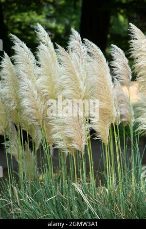 Italia, Lombardia, erba di Pampas, Cortaderia Selloana, originaria del Sud America Foto Stock