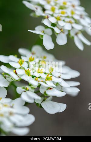 Rock cress, USA. Foto Stock