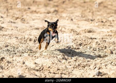 Jack Russell Terrier corre su sabbia gialla. Il giovane cane nero marrone sta giocando e divertendosi. Visto dalla parte anteriore durante il salto, con ombra. Foto Stock