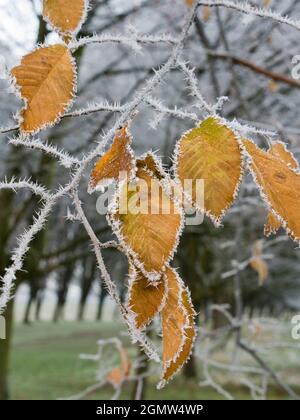 Radley, Oxfordshire Regno Unito - Dicembre 2012; il tempo di Icy in Oxfordshire rurale vede il gelo bello incrostato su alberi, foglie e vegetazione. Foto Stock