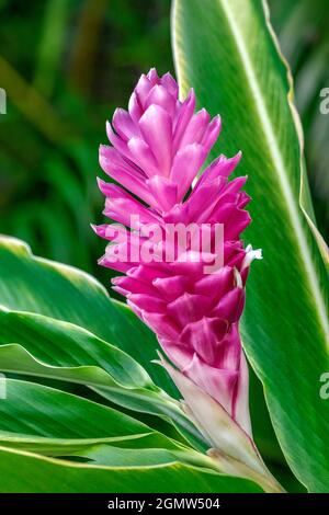 Pianta di zenzero rosa Foto Stock