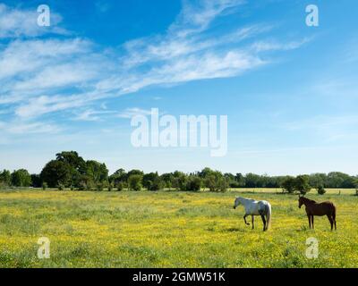 Radley Village, Oxfordshire Inghilterra - 18 maggio 2020; nessuna gente in vista. Due cavalli che si agghiacciano sotto un grande cielo in una fattoria nel mio villaggio di casa Radley i Foto Stock